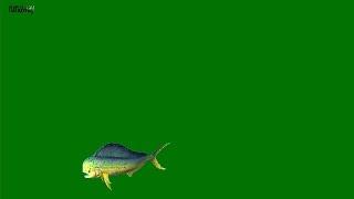 Animated Mahi Mahi Fish 3D Green Screen