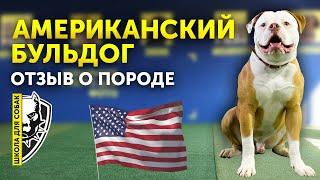 Обзор породы Американский Бульдог | Характер | Кому подойдет | Особенности воспитания