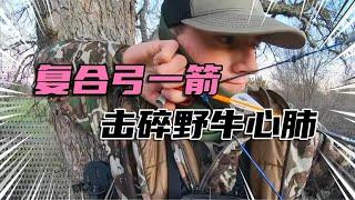 6個的獵人狩獵野牛的精彩瞬間，八百公斤巨型野牛被复合弓箭一击射穿心肺！《肉食猎人》S8E1