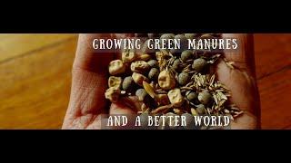 Crisis Gardening *Finale*: How to grow green manures AND a better world