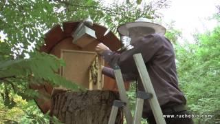 Mellifera e.V. Berlin - wesensgemäße Bienenhaltung in der Stadt - Warré - TBH - Bienenkiste...