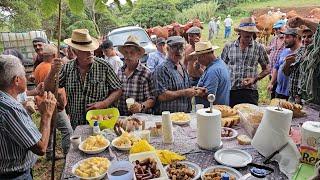 Escrepar a Terra com Bois na Ilha Faial 2024 (2º Video)