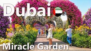 Dubai Miracle Garden is a Beautiful Flower Park Walking Tour 4K 