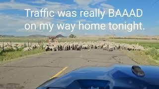 Baaaad traffic this evening on County Road 15.   I can help you live here!