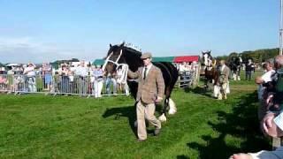 The In Hand section of the SW UK Heavy Horse Championships, 2009