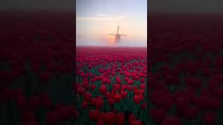 Tulip fields in Netherlands are just so mesmerizing! | Vibrant Explore