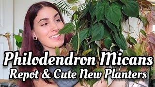 New Planters + Massive Philodendron 'Micans' Repot | La Jolíe Muse 🪴