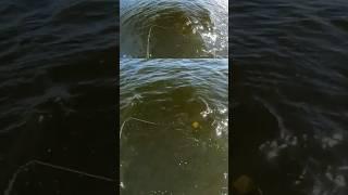 Fall musky crushes medusa! NEW VIDEO UP NOW !! #shorts #fishing #musky #fallmusky #nature #wildlife