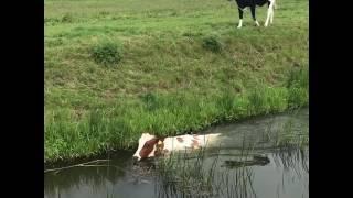 Can cows swim 