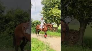 Stallion - IMRAN | #marwari #stallion #imran #shonki #sardar #ghodeyanwale #youtubeshorts #2022