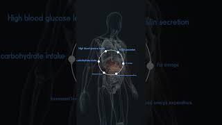 The Carbohydrate Insulin Model of Weight Gain