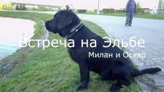 Встреча на Эльбе