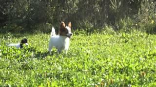 Kennel FCI "DZHERMANOTTA ROYALS". Puppies Litter "A"