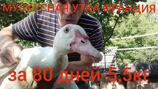 МУСКУСНАЯ УТКА ФРАНЦИЯ 80дней-5,5кг