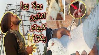 Chiri Mari zindabad  - Apna Shok apni pachan - Nasir pigeon club - Khokhar pigeon club