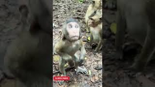 monkey funny #funny  #monkey  #youtubeshorts #shortsfeed #trending