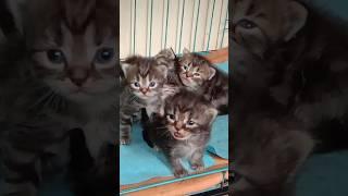 cute #tingkahlucukucing #catlover #catsounds