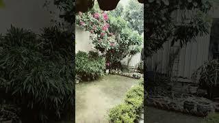 Brass Kund ki Barish #travel #vlog #shortvideo