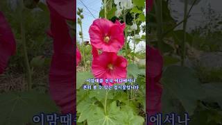 길가에 흔히 보이는 꽃인데..이름이 많네요