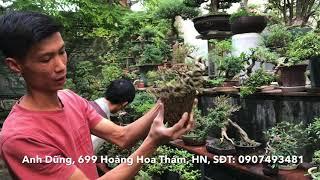 VIDEO DÀNH CHO TÍN ĐỒ CỦA BONSAI SIÊU MINI - THĂM VƯỜN ANH DŨNG, 699 HOÀNG HOA THÁM, NHIỀU CÂY ĐẸP