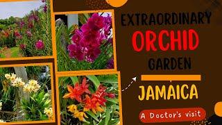 An extraordinary Orchid garden tour || JAMAICA