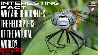 Why are_DRAGONFLIES_the_HELICOPTERS_of the natural world? #Dragonflies #curiositycorner