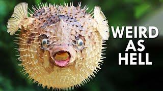 These Startling Animals Are Weird As Hell