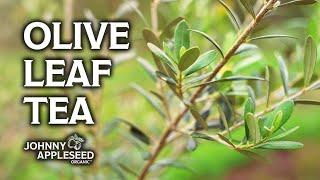 How to Make Olive Leaf Tea | Harvesting Fresh Olive Leaves for Tea | Johnny Appleseed Organic