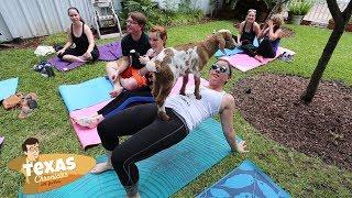 Texas Chronicles: Goat Yoga Houston