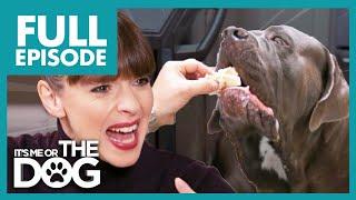 Can These Three Giant Mastiffs be Tamed Around Baby? | Full Episode | It's Me or The Dog