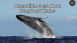 Humpback Whales