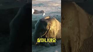 구덩이에 빠진 코끼리를 살려주는 사람들! 가슴 뭉클해지는 영상 ㅠㅠ #동물 #이슈