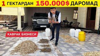 1 ГЕКТАРДАН 150.000$ ДАРОМАД КАВРАК БИЗНЕСИ ХАКИКАТЛАРИ ТОЛИК АБЗОР