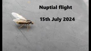 Unusual nuptial flight 15th July 2024