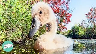 Man Hatched A Swan Egg, Now She Thinks He’s Her Mom | Cuddle Buddies