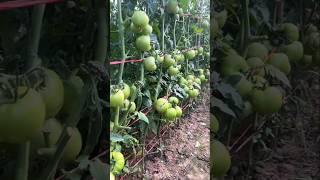 How to care tomato farming for high yield | Tomato  farming secrets #shorts