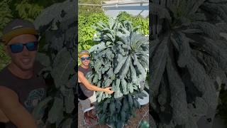 Maximize your kale yields with vertical farming on aeroponic towers #kale #farming #shorts #garden