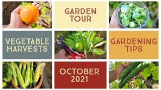 California Gardening October 2021 Harvests, Garden Tour, Gardening Tips, GreenStalk Spinner Review!