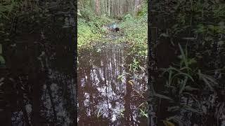 T-rex4 Swamp Rat style️