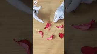 Dissection of hibiscus flower class 10th sciences class 12th biology  #byjus #unacademy #biology