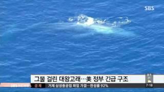 그물에 걸린 20m 멸종위기 대왕고래…구조 현장 / SBS