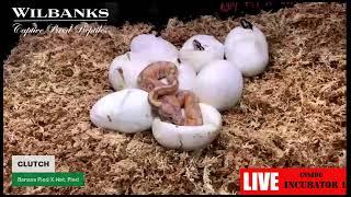 BABY BALL PYTHONS HATCHING LIVE FROM WILBANKS CAPTIVE BRED REPTILES- INCUBATOR 1