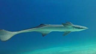 Facts: The Remora