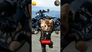 Try not to laugh, cat funny bike reaching dance  #aicat #dancingcat #shorts