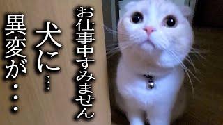 深夜に犬の異変に気づいた猫について行った結果...