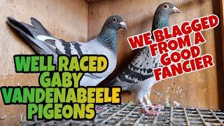 HOPING OUR PIGEONS ARE STRONG ENOUGH TO CONTINUE RACING|PIGEON RACING UK|6TH RACE