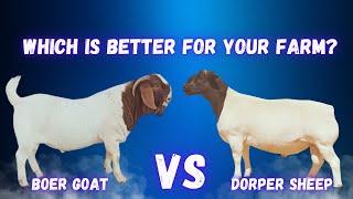 Dorper Sheep vs Boer Goats? Key Differences Every Farmer Should Know!