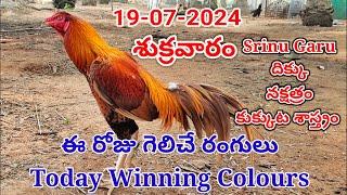 19 july 2024 Today Winning Colours#kukkutasastram  @SrinuGariFarms   @SrinuGaruSGF