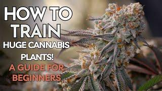 Beginner’s Guide to HUGE Indoor Harvests | Cannabis Training Tips