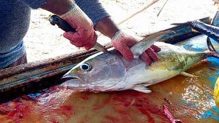 Fresh Indian Ocean Tuna Fish Cutting | Fish Cutting In Maldives | Fish Cutting